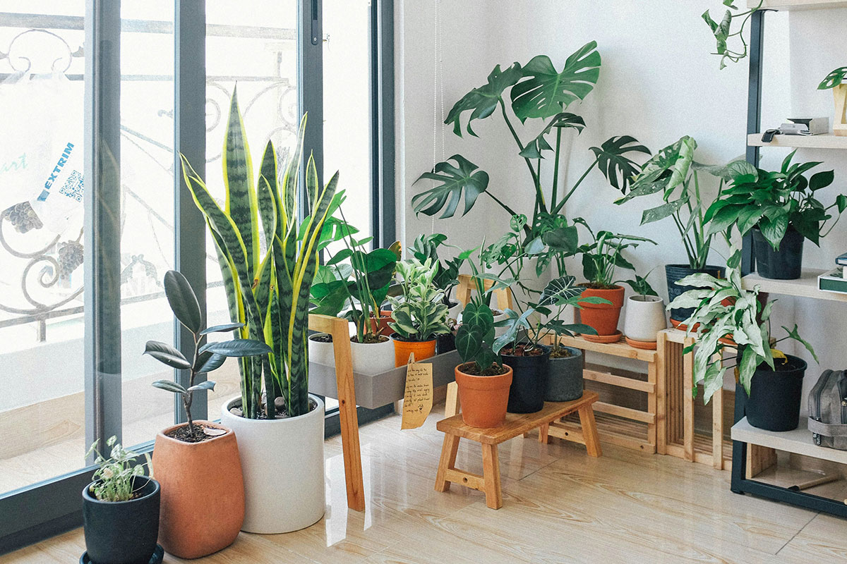 Rincón luminoso en interior con gran variedad de plantas en macetas organizadas sobre bancos y estanterías de madera