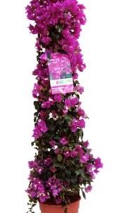 BOUGANVILLA SAND. C20 ALG