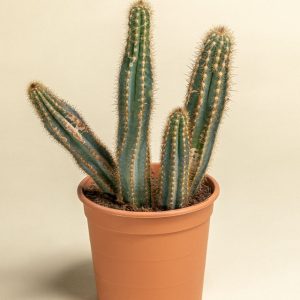 CACTUS C17 INF VAR.1